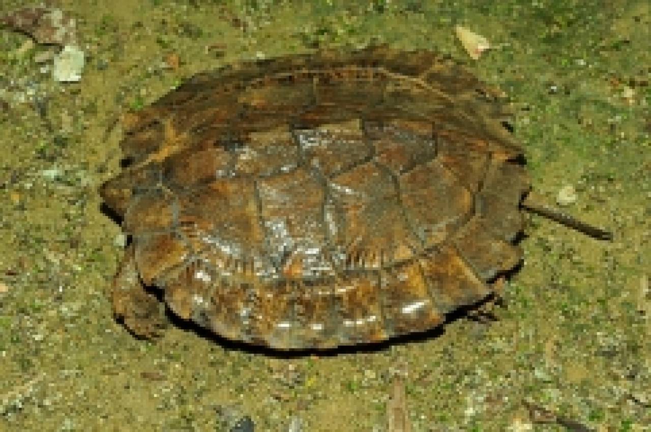 Amphibians and Reptiles of Southern Vietnam